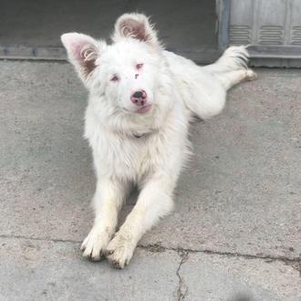 Una bella Border Collie -ciega y sorda- espera encontrar una …
