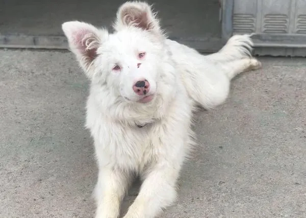 Una bella Border Collie -ciega y sorda- espera encontrar una familia especial