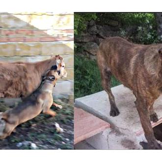 Maltrato animal explícito e impune en instagram, denuncia tras una …