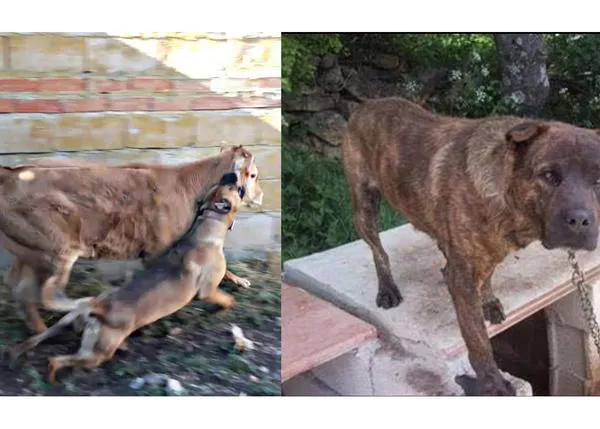 Maltrato animal explícito e impune en instagram, denuncia tras una investigación La Fundación Franz Weber