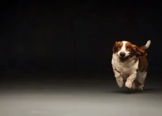 La vida secreta del perro: un documental sobre el vínculo canino-humano