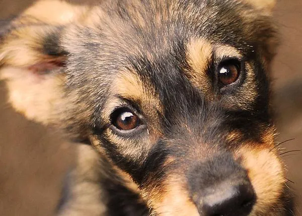 Casi 362 millones de perros y gatos sin hogar en el mundo: un nuevo estudio analiza las causas tras este grave problema