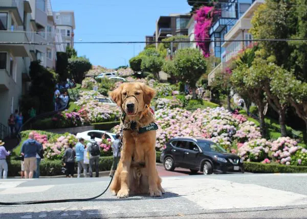 Un año en la vida de un futuro perro guía que tuvo que cambiar de carrera