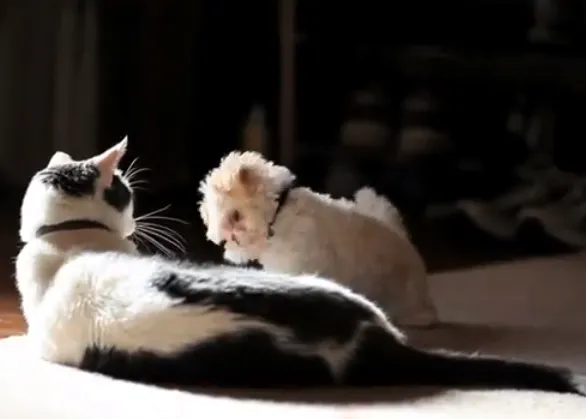 Ding Ding, un cachorro que quiere ser estrella de internet