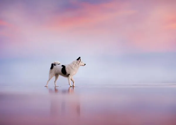 Espectaculares retratos de perros en la naturaleza: Audrey Bellot, la fotógrafa de la luz mágica