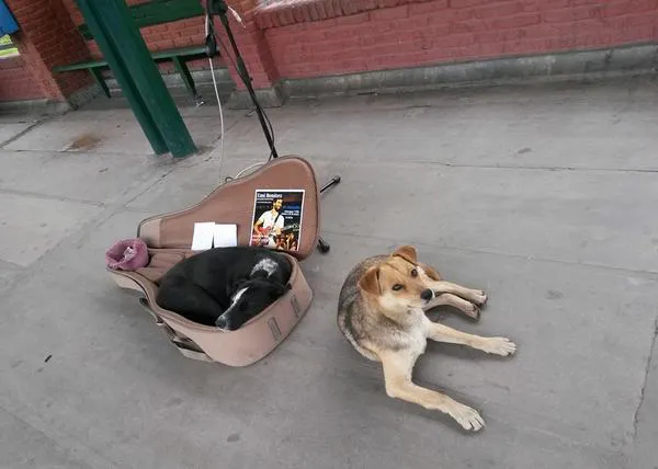 Un músico callejero se está haciendo famoso por su amabilidad con los canes
