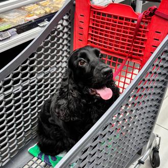 Un supermercado (francés) permite la entrada de perros para evitar …
