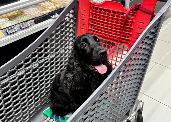 Un supermercado (francés) permite la entrada de perros para evitar que se queden en el coche en plena ola de calor