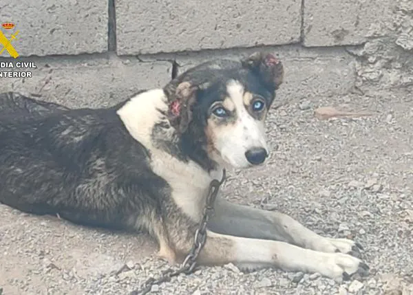 Rescatan a 17 Huskies y Malamute de Alaska maltratados en Güéjar Sierra, Granada: buscan adopción responsable