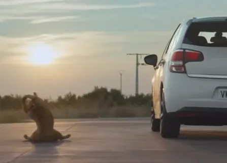 Un bulldog muestra los mejores estiramientos caninos tras un largo viaje en coche