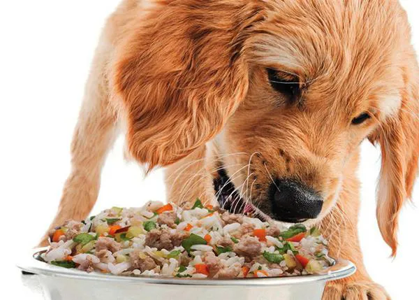La alimentación "de calidad humana" para perros se en ¡hasta un 66% menos de cacas!