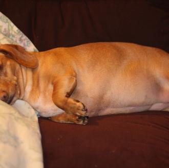 Del sobrepeso a la obesidad canina: cómo identificar si tu …
