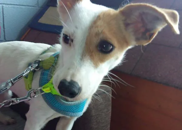 La protectora Os Palleiros paraliza las adopciones de cachorros hasta después de Navidad, porque los perros no son juguetes