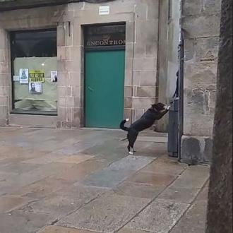 El can educado que se está haciendo viral: el 