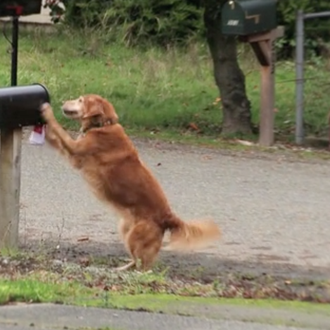 Trucos perrunos prácticos elevados a nivel Maestro Jedi