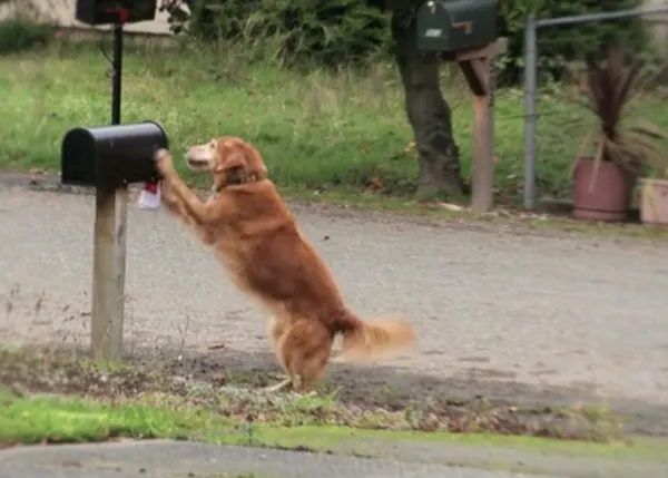 Trucos perrunos prácticos elevados a nivel Maestro Jedi