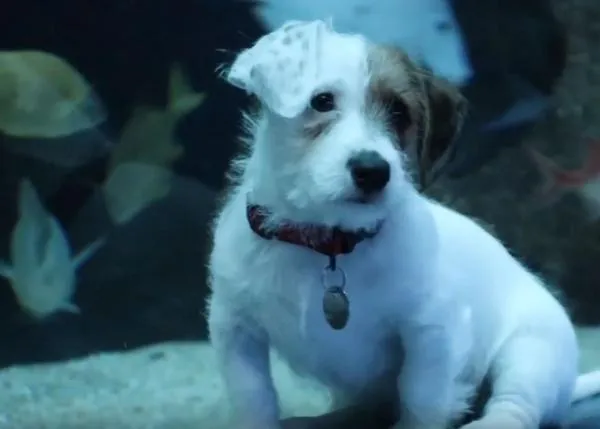 Aprovechando la ausencia de humanos, cachorrotes en adopción exploran un acuario
