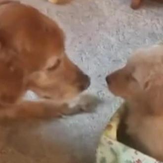El regalo feliz: un Golden Retriever senior recupera las ganas …