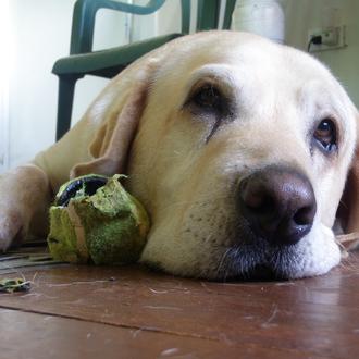 Perros no entrenados son capaces de alertar cuando una persona …