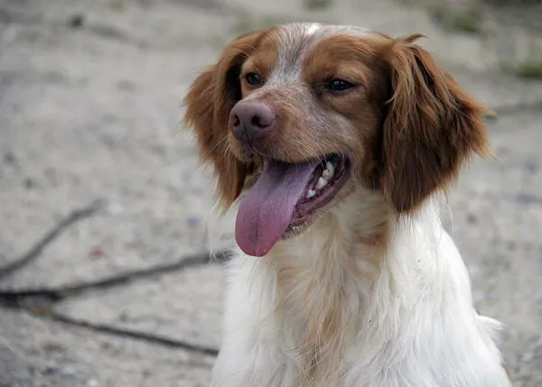 Crece la preocupación y el rechazo ante la decisión del PP de derogar la ley de protección animal de La Rioja