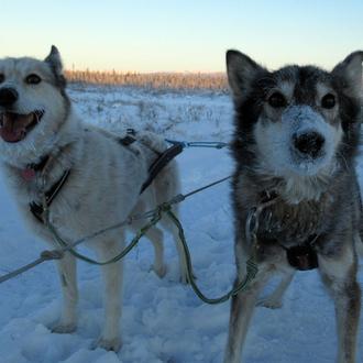 Los rescatadores de Huskies: una pareja acoge y cuida a …