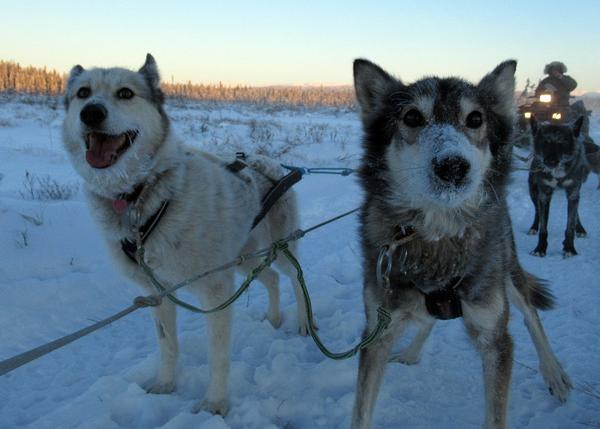 Los rescatadores de Huskies: una pareja acoge y cuida a perros de trineo en Alaska y Colorado