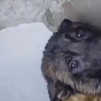 ¿Cuántos animales encadenados han sido rescatados y cuántos han muerto …