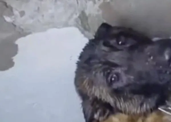 ¿Cuántos animales encadenados han sido rescatados y cuántos han muerto en las inundaciones causadas por las Borrascas Leonardo y Marta?