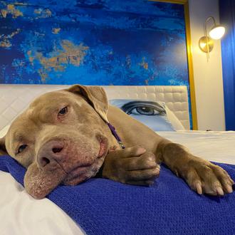 Un (estupendo) hotel dog friendly invita a perros de protectora …