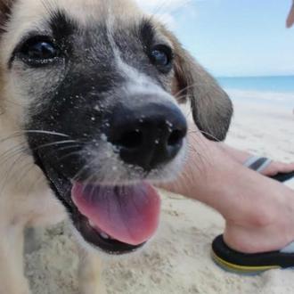 La protectora de los cachorros felices: y sus consejos clave …