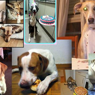 Perros gourmet: boniatos, pizzas y cacas de conejo ¡ganadores del …