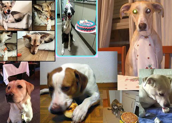 Perros gourmet: boniatos, pizzas y cacas de conejo ¡ganadores del concurso con Vigar!