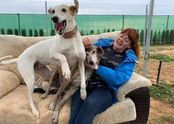 La comida de Navidad en Galgos del Sol: 200 perros celebran que ahora están a salvo