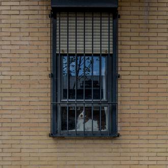 Alquiler un piso cuando tienes perro: ¿ha cambiado tras la …