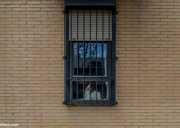 Alquiler un piso cuando tienes perro: ¿ha cambiado tras la reforma del Código Civil?