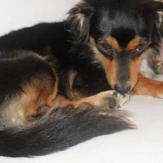 Leyko, un perro de 16 años, ha muerto en fin …