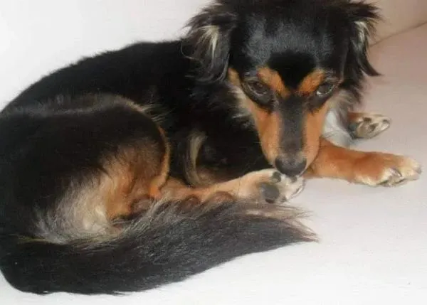 Leyko, un perro de 16 años, ha muerto en fin de año 2023 por los petardos, por la maldita pirotecnia
