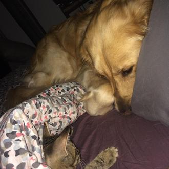 La (zampable) historia de un perro que decidió, por su …