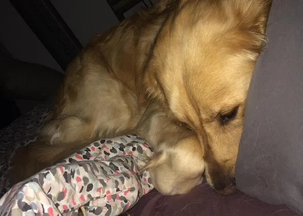 La (zampable) historia de un perro que decidió, por su cuenta, adoptar a una pequeña minina
