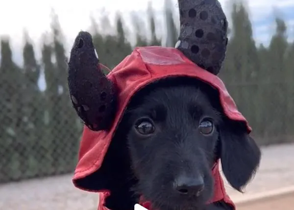 Halloween en Galgos del Sol y otras protectoras: terroríficas chuches y mimos para cientos de perros en adopción