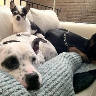 Las aventuras de un chihuahua, una pitbull y una doberman