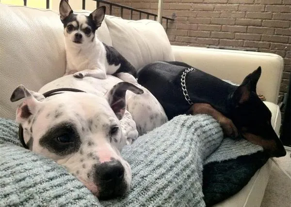 Las aventuras de un chihuahua, una pitbull y una doberman