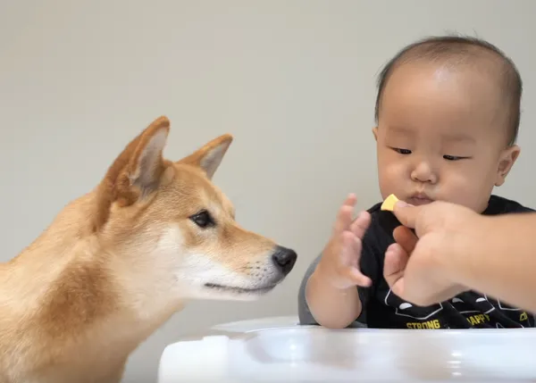 Las aventuras culinarias y descubrimientos felices de una Shiba espabilada y un bebé sonriente