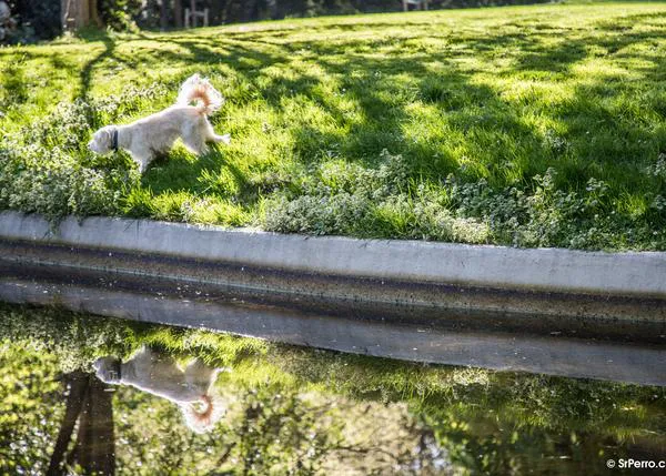 La genética juega un papel importante en la decisión de tener perro