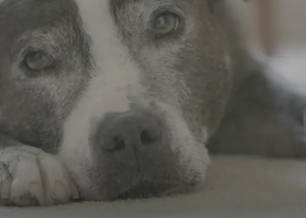 Ronquidos terapéuticos: Lara, la staffie que ayuda a su humano terapeuta a ayudar a sus clientes
