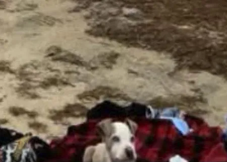 Condenan a un hombre a cinco años de prisión federal por un grave caso de maltrato animal aplicando la ley PACT de EEUU
