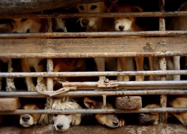 Ricky Gervais, Judi Dench y actrices de Downton Abbey contra el comercio de carne de perro 