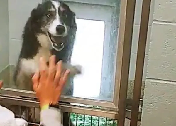 El momentazo en que una perra perdida que fue llevada a una protectora de pronto ve a su familia