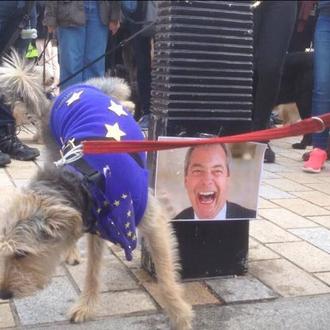 Cerca de 1000 perros pasean y hacen pis y ladran …