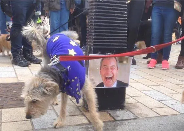 Cerca de 1000 perros pasean y hacen pis y ladran contra el Brexit en Londres: la marcha del #Wooferendum 